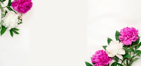 Flower banner. Pink and white peonies on white background. Top view, copy space - Image