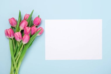 Pembe laleli bahar modeli ve mavi arka planda beyaz kağıt yok. Paskalya konsepti. Uzayı kopyala Üst Görünüm - Resim