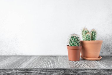 Seramik kaplarda sulu. Ev içi bahçe kavramı - Görüntü