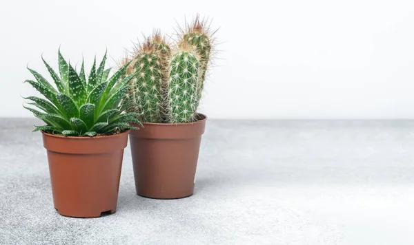 Várias Suculentas Vasos Diferentes Mesa Pedra Interior Transplante Conceito Casa — Fotografia de Stock