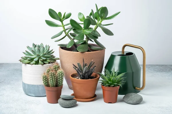 Various succulents in pots and watering can on table indoor. Plant transplantation. Concept of indoor garden home - Image