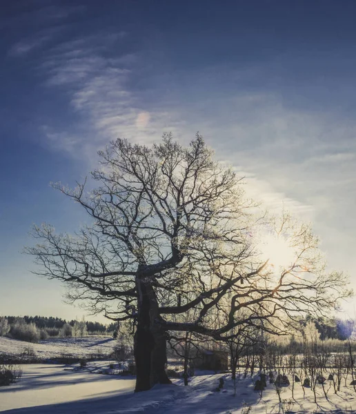 Lonely Drzewo Stoi Dzień Trochę Śniegu Nim Jasne Błękitne Niebo — Zdjęcie stockowe