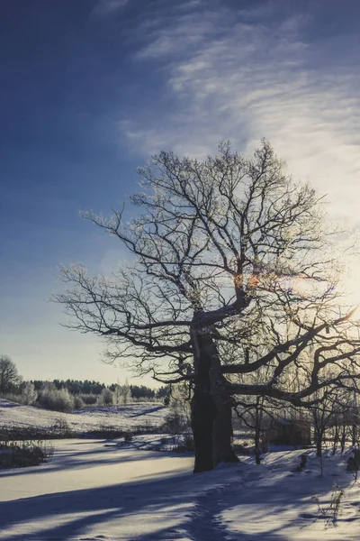 Árvore Solitária Dia Inverno Com Pouco Neve Nele Céu Azul — Fotografia de Stock