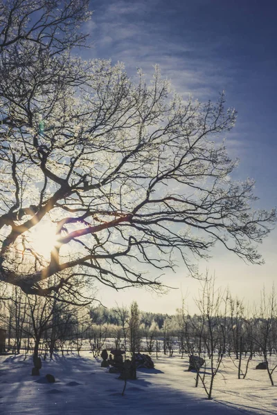 Árvore Solitária Dia Inverno Com Pouco Neve Nele Céu Azul — Fotografia de Stock