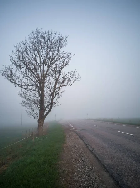 Sylwetka Drzewa Wcześnie Rano Oprócz Countryside Droga Ciężkich Mglistego Tła — Zdjęcie stockowe