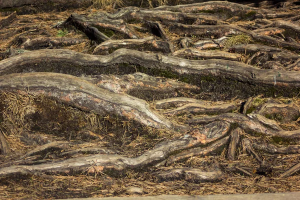Closeup of the tree roots - detailed texture on a Calm and Sunny Spring Day in the Forest