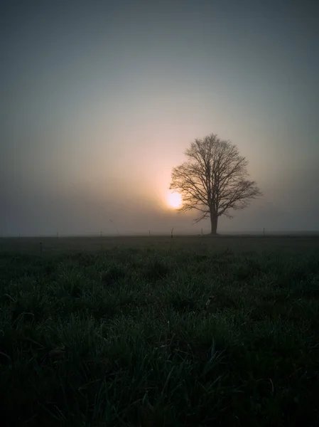 Tree Silhouette Early Morning Countryside Road Field Foreground Heavy Mist — Foto de Stock