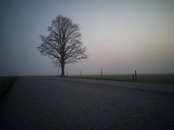 Baumsilhouette Einem Frühen Morgen Neben Einer Landstraße Mit Dichtem Nebel — Stockfoto