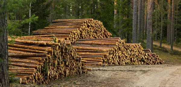 Mucchio Tronchi Nella Foresta All Inizio Della Sera Primavera Con — Foto Stock