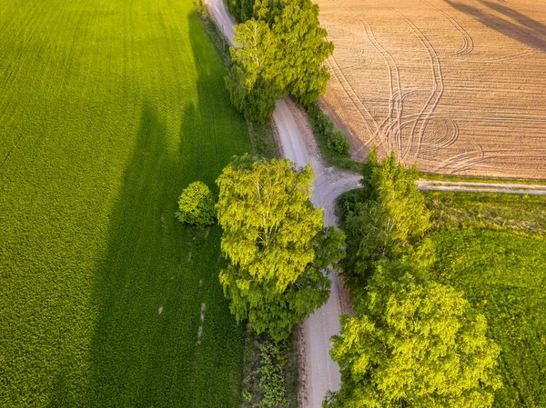 树间十字路口的无人机照片在五颜六色的早春 自上而下的看法与新鲜耕种的领域在一边和蒲公英领域在另一边 — 图库照片