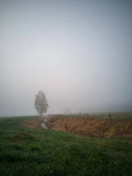 Tree Silhouette Early Morning Countryside Road Field Foreground Heavy Mist — Stock Photo, Image