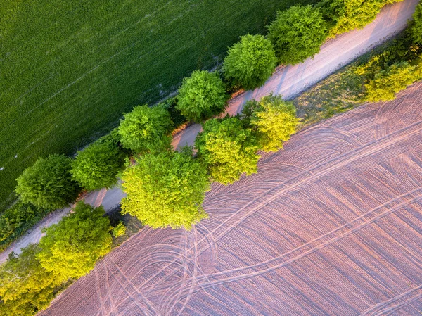 乡村小路上的树间路的无人机照片 新鲜修剪的田野在一侧和耕地上 特写顶向下 — 图库照片
