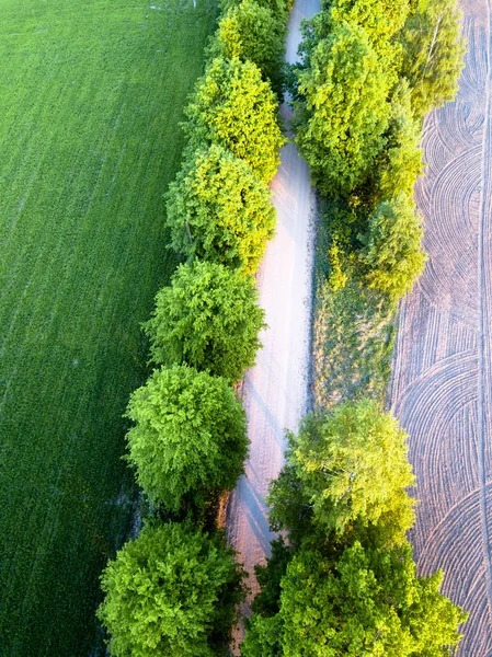乡村小路上的树间路的无人机照片 新鲜修剪的田野在一侧和耕地上 特写顶向下 — 图库照片