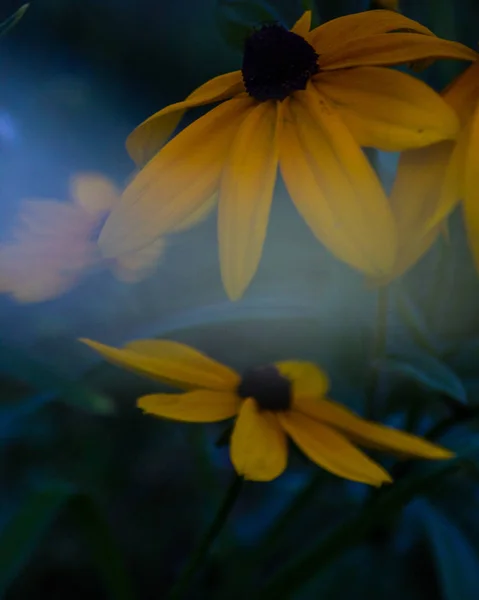 Flor Aislada Con Espacio Blanco Para Text Sunset Colours Cálida —  Fotos de Stock