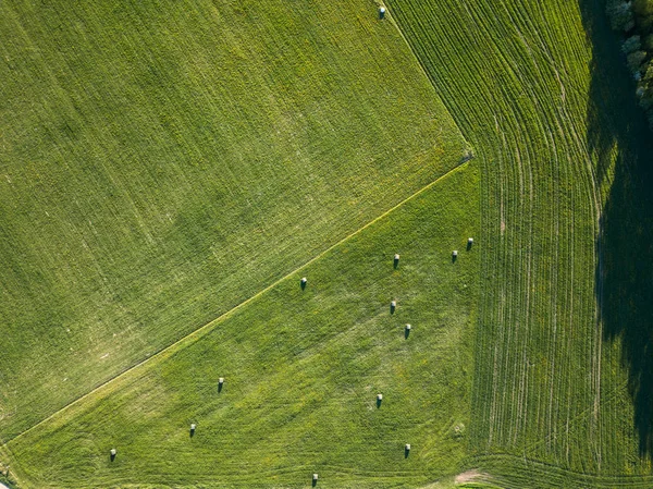 Drone Photo Hay Rolls Dandelion Field Countryside Village Sunny Spring — Stock Photo, Image