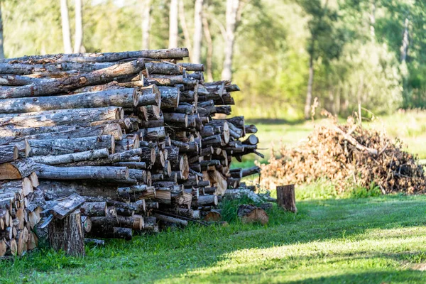 A Pile of Logs in the Backyard on the Sunny Summer Evening -Sun Rays Shining on them