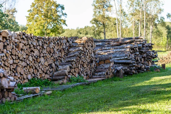 Pile Logs Backyard Sunny Summer Evening Sun Rays Shining Them — Stock Photo, Image