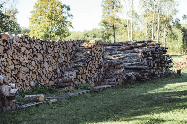 Pile Logs Backyard Sunny Summer Evening Sun Rays Shining Them — Stock Photo, Image