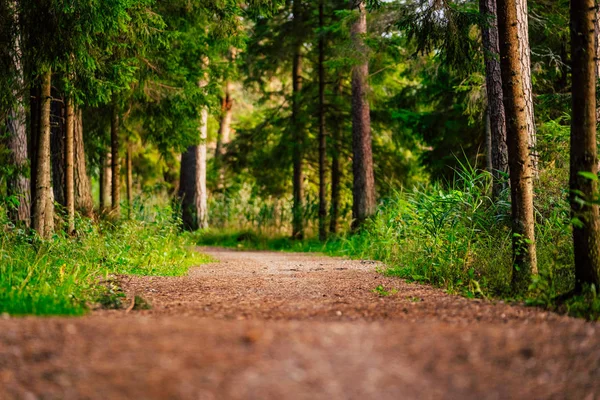 Sendero Turístico Bosque Mágico Moody Foto Parcialmente Borrosa Con Espacio —  Fotos de Stock