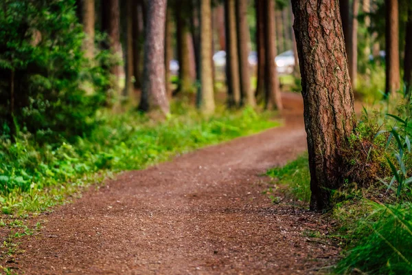 Sendero Turístico Bosque Mágico Moody Foto Parcialmente Borrosa Con Espacio —  Fotos de Stock