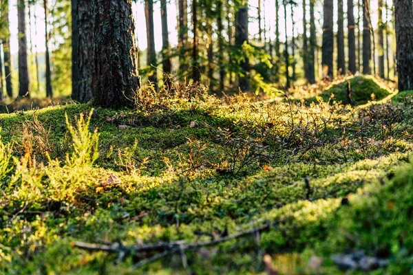 Primer Plano Vegetación Forestal Con Hierba Follaje Día Soleado Verano — Foto de Stock
