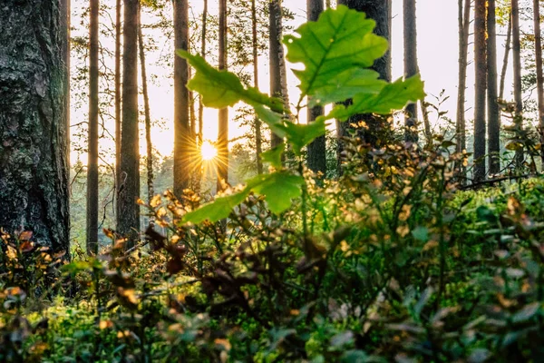 Primer Plano Vegetación Forestal Con Hierba Follaje Día Soleado Verano — Foto de Stock