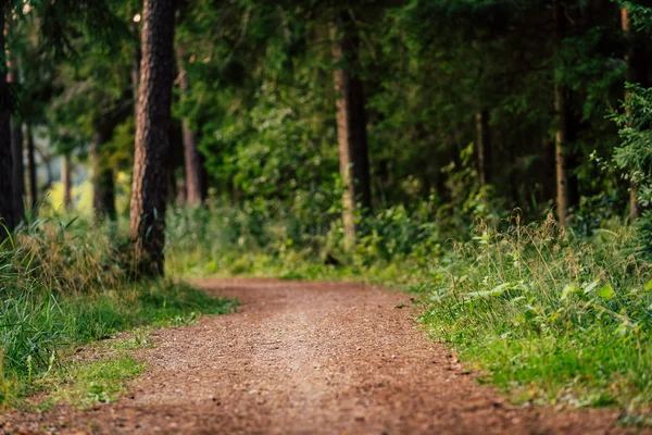 Tourist Hike Trail Magical Moody Woods Sunny Summer Day Concept — Stock Photo, Image