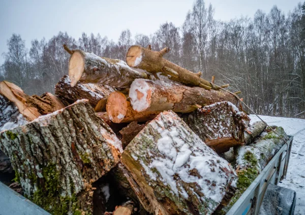 Nahaufnahme Details Gesägter Baumstämme Bewölkten Wintertagen Mit Schnee Auf Dem — Stockfoto