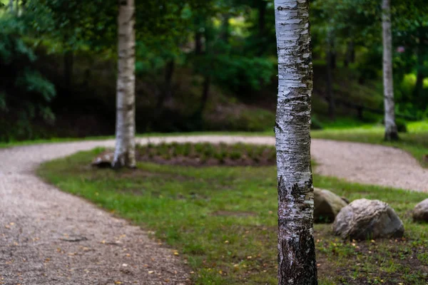 Photo Gros Plan Coloré Bouleau Dans Parc Journée Ensoleillée Automne — Photo