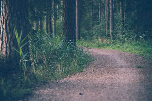 Tourist Hike Trail Magical Moody Woods Partly Blurred Photo Concept — Stock Photo, Image