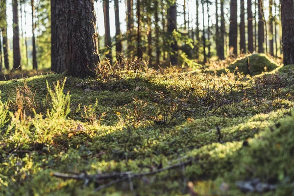 Día Verano Tranquilo Soleado Bosque Con Sol Brillando Través Los — Foto de Stock