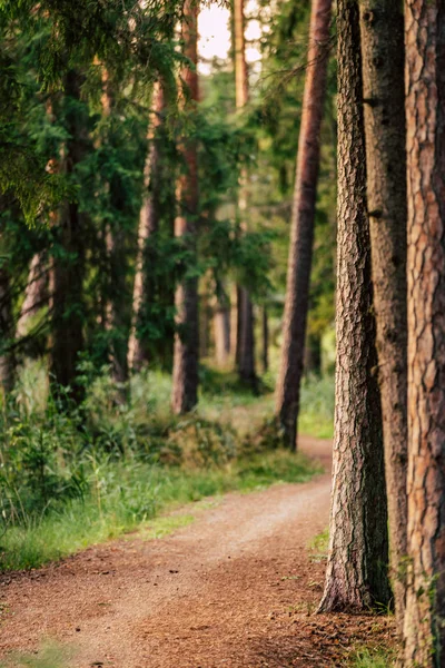 Vista Ruta Forestal Ruta Turística Senderismo Adentrándose Más Profundamente Bosque — Foto de Stock