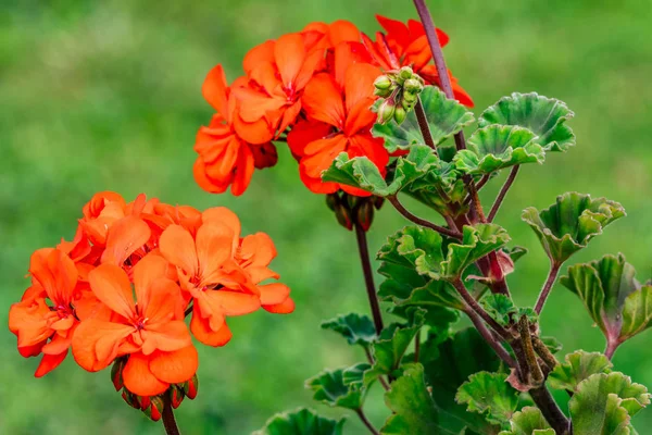 Απομονωμένη Κόκκινο Λουλούδι Στον Κήπο Θολή Φόντο Και Ελεύθερο Χώρο — Φωτογραφία Αρχείου