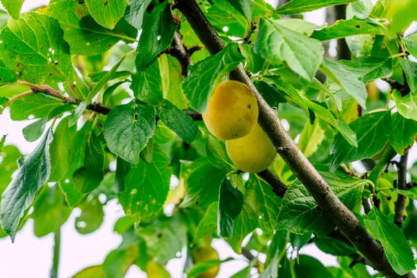 Rami Alberi Pieni Prugne Giardino Sfondo Vegetale Giornata Autunno Soleggiata — Foto Stock