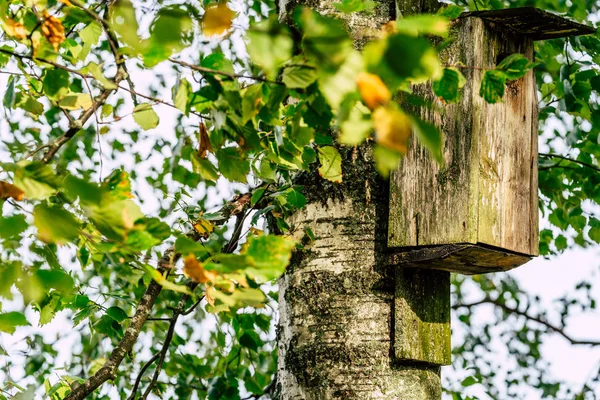 Close Gaiola Pássaros Uma Árvore Dia Ensolarado Primavera Conceito Estilo — Fotografia de Stock
