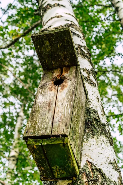 Closeup Birdhouse Birch Tree Early Sunny Spring Day Concept Natural — Stock Photo, Image