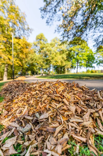 Nahaufnahme Eines Laubhaufens Park Sonnigen Herbsttagen Mit Lettland Europa Konzept — Stockfoto