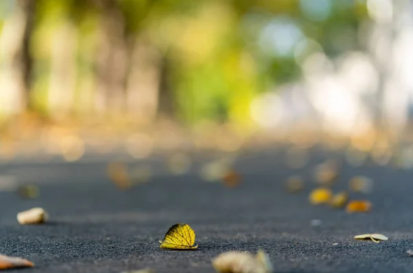 Nahaufnahme Von Gelben Blättern Sonnigen Tagen Park Abstrakter Hintergrund Mit — Stockfoto