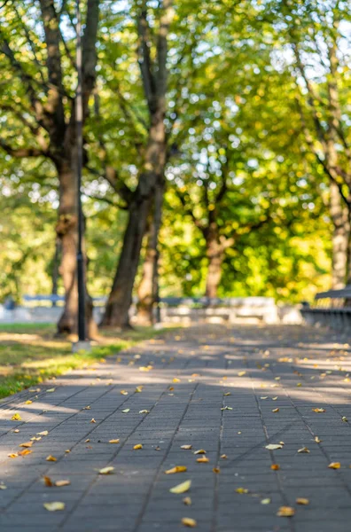 stock image Empty Park Benches in Sunny Autumn Day With Golden Leaves in Trees, Latvia, Europe, Concept of Relaxing Travel day in Peace and Harmony on Countryside, Selective Focus, Abstract Background