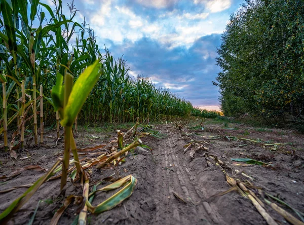 Campo Maíz Orgánico Recién Cultivado Para Biomasa Noche Nublada Verano —  Fotos de Stock