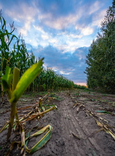 Campo Maíz Orgánico Recién Cultivado Para Biomasa Noche Nublada Verano —  Fotos de Stock