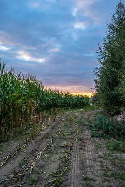 Campo Maíz Orgánico Recién Cultivado Para Biomasa Noche Nublada Verano —  Fotos de Stock