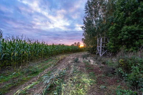 Campo Maíz Orgánico Recién Cultivado Para Biomasa Noche Nublada Verano —  Fotos de Stock