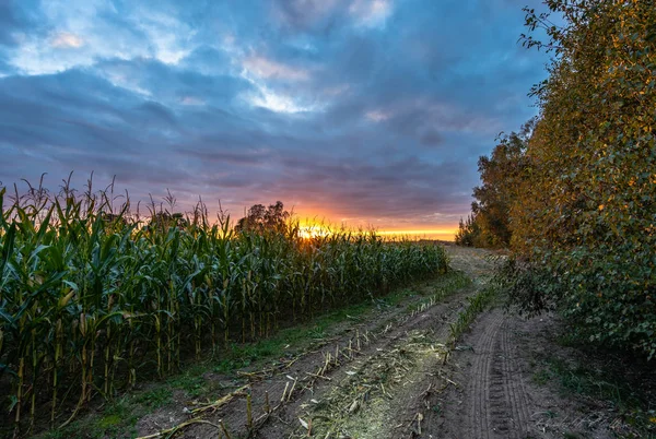 Campo Maíz Orgánico Recién Cultivado Para Biomasa Noche Nublada Verano — Foto de Stock