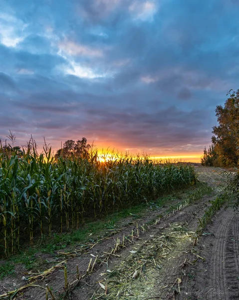 Frisch Angebautes Bio Maisfeld Für Biomasse Bewölkten Sommerabenden Mit Sonnenuntergangsfarben — Stockfoto
