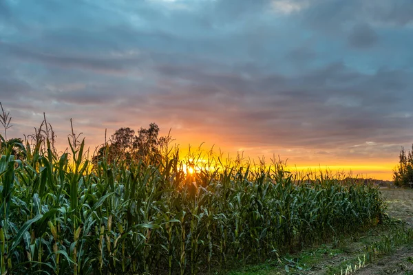 Campo Maíz Orgánico Para Biomasa Noche Nublada Verano Con Colores —  Fotos de Stock