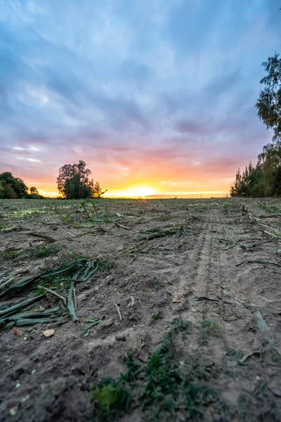 Campo Maíz Orgánico Recién Cultivado Para Biomasa Noche Nublada Verano —  Fotos de Stock