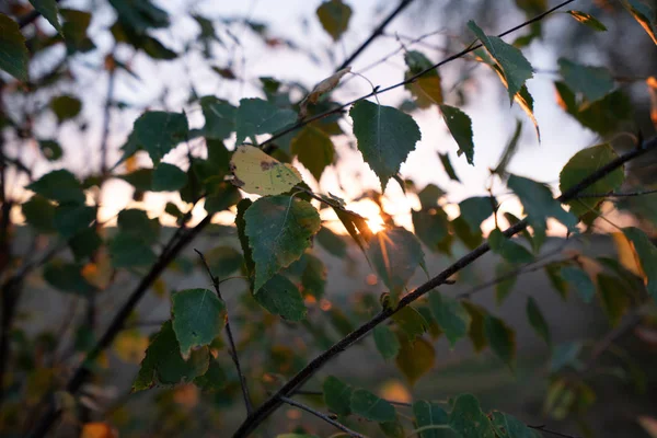 Abstrakter Hintergrund Von Birkenblättern Sonnenuntergang — Stockfoto