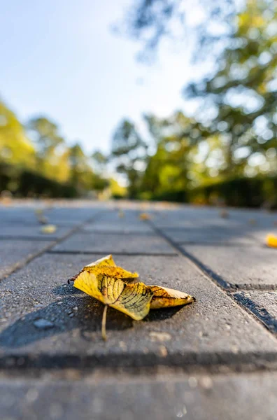 Nahaufnahme Betonmuster Park Sonnigen Herbsttagen Mit Goldenen Blättern Bäumen Lettland — Stockfoto