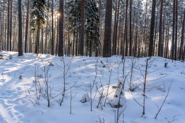 Güneşli kış günü çam ağacı orman, arka plan, barış ve uyum içinde kırsal kavramı